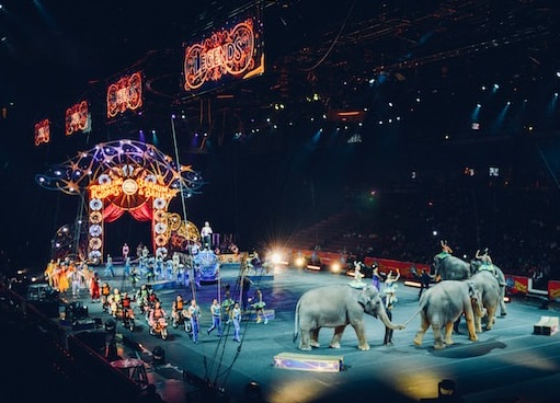 circus animals